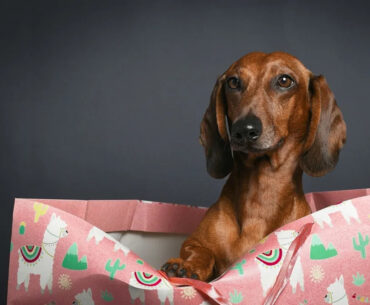 Yahoo lifestyle home