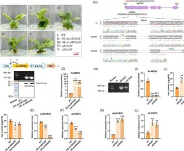 A hormone switch that quietly lowers vitamin C in developing fruit
