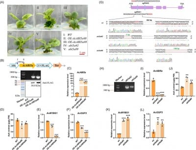A hormone switch that quietly lowers vitamin C in developing fruit