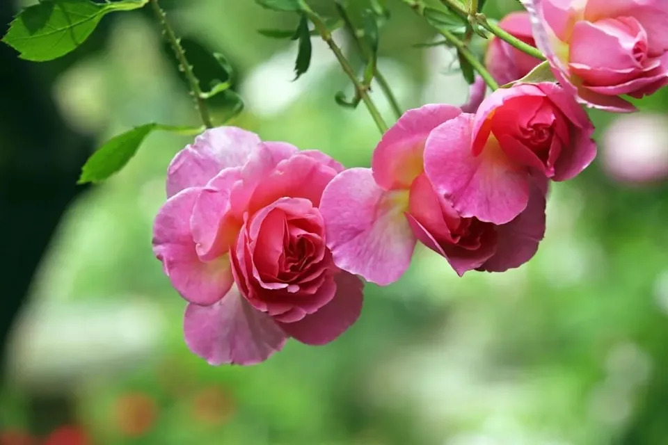 Pink roses are eye-catching at Descanso Gardens.
