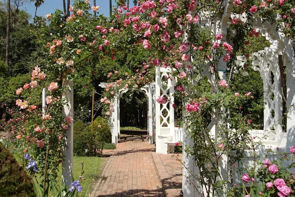 The rose garden has hanging roses.