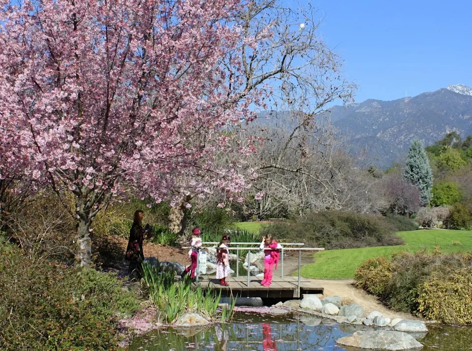 Cherry blossoms attract many visitors.