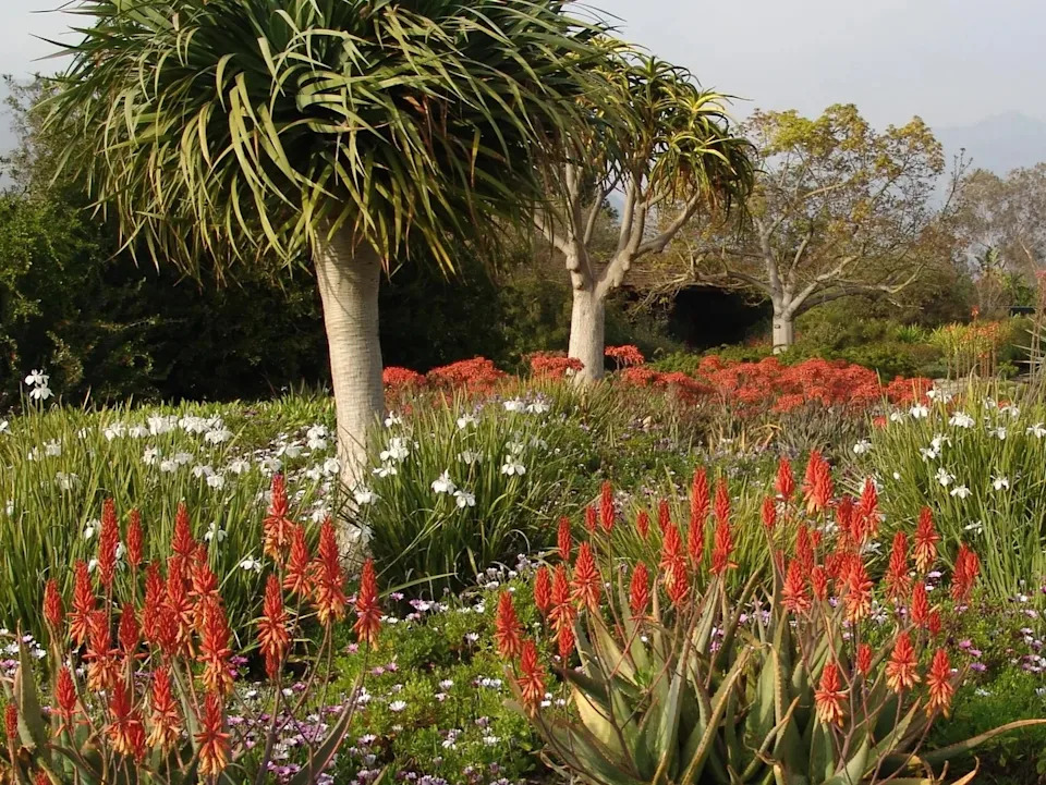 The South Africa area of the LA County Arboretum Los Angeles County Arboretum and Botanic Garden is beautiful.