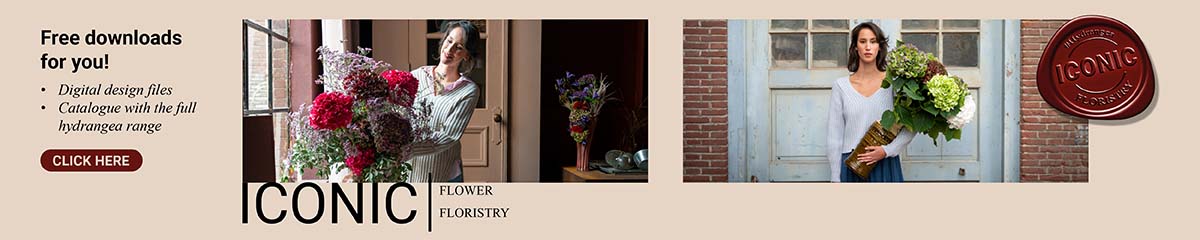 Banner Hydrangea Iconic