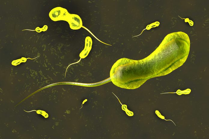 3D rendered Illustration of a Vibrio cholerae bacterium which causes cholera
