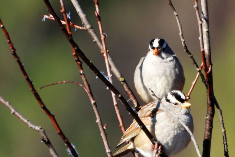 The Daily Bucket. Bare branch beauty. There will be hawks.