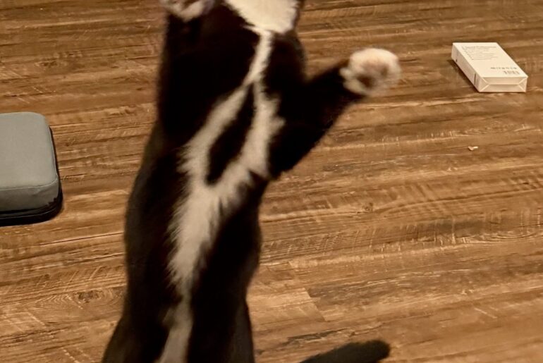 OCHS adoptable pet: Tom Ford wants to share some fitness tips