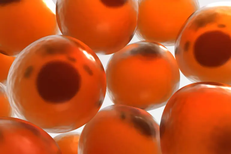 Fat surrounding the colon interacts with the immune system