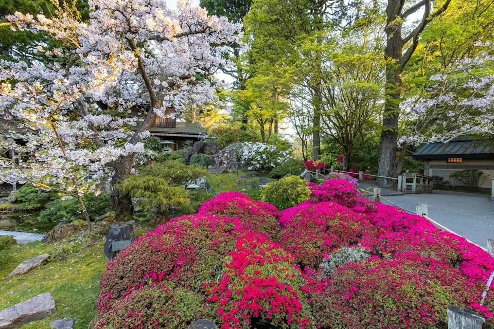 Flowering azaleas and cherry trees are appreciated by visitors in the Japanese Tea Garden.