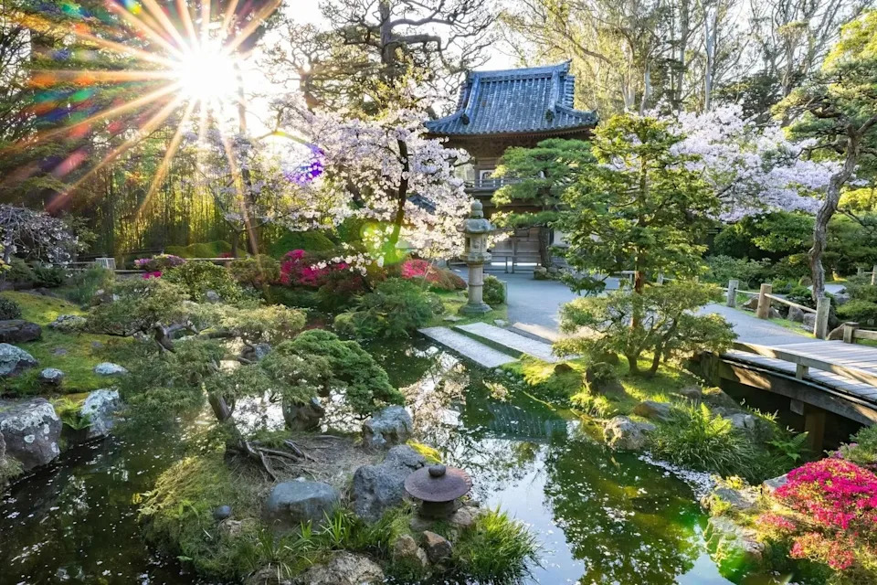 The morning light is pretty over the entry pond in the Japanese Tea Garden.
