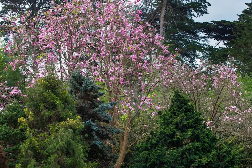 Magnolia sprengeri v. 'Diva', a flowering deciduous Claret Cup tree, can be found in the gardens.