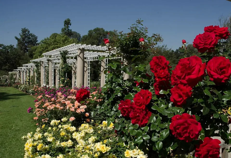 The rose garden at The Huntington Library, Art Museum, and Botanical Gardens is lovely.