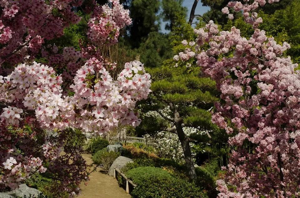 The Japanese Garden is a popular spot at The Huntington Library, Art Museum, and Botanical Gardens.
