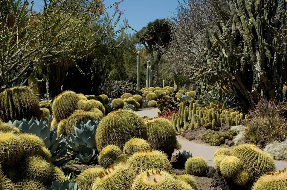Golden Barrel cacti can be found at The Huntington Library, Art Museum, and Botanical Gardens.