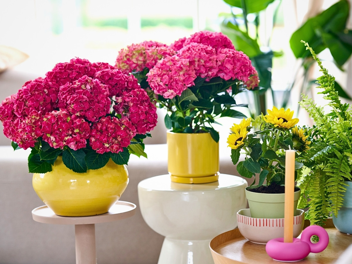 Vitamin Hydrangea Campaign Returns, Championing the Impact of Color on Well-being