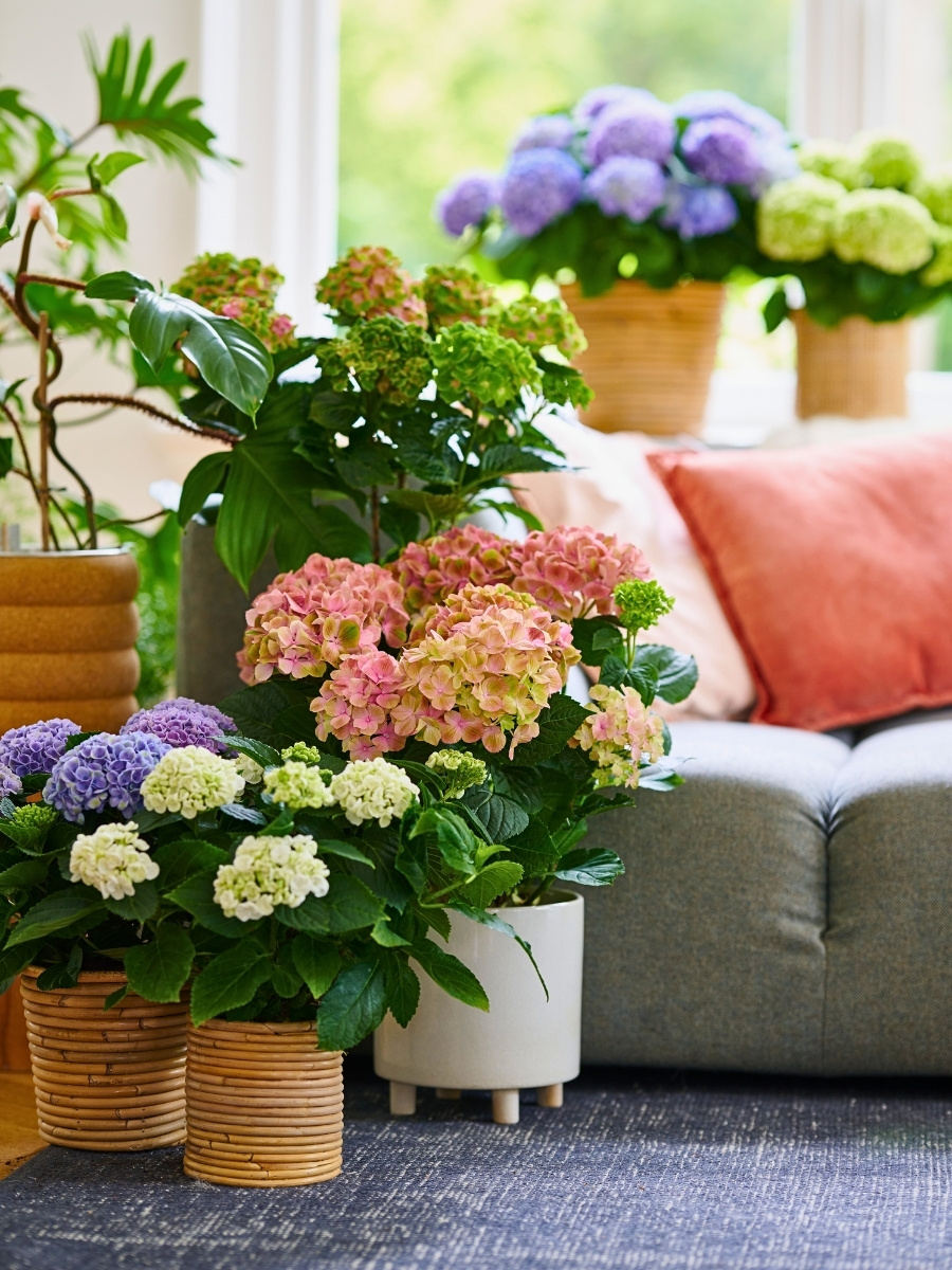 Hydrangea World’s Vitamin Hydrangea Campaign Returns, Championing the Impact of Color on Well-Being.