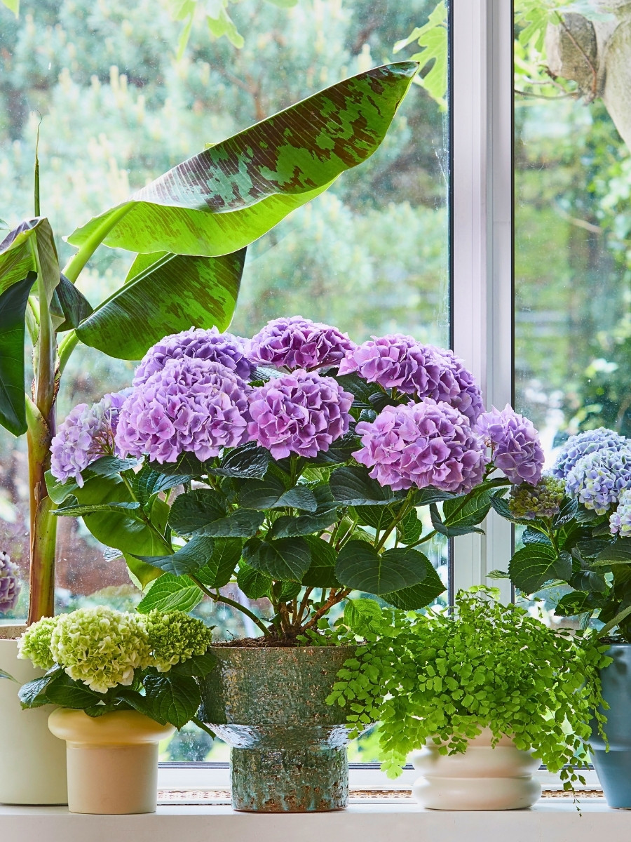 Hydrangea World’s Vitamin Hydrangea Campaign Returns, Championing the Impact of Color on Well-Being.