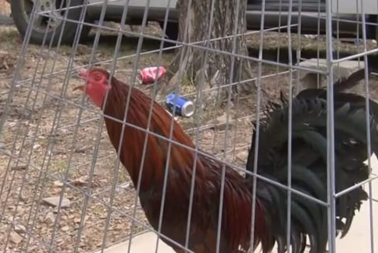 Animal Wellness Action Applauds Federal Sentencing in Amarillo Cockfighting Ring
