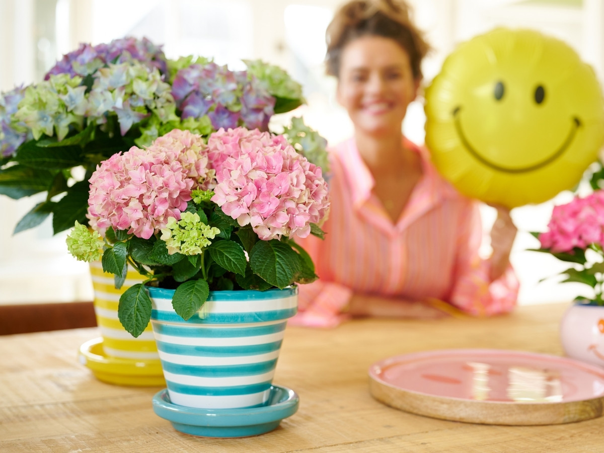 Hydrangea World’s Vitamin Hydrangea Campaign Returns, Championing the Impact of Color on Well-Being.