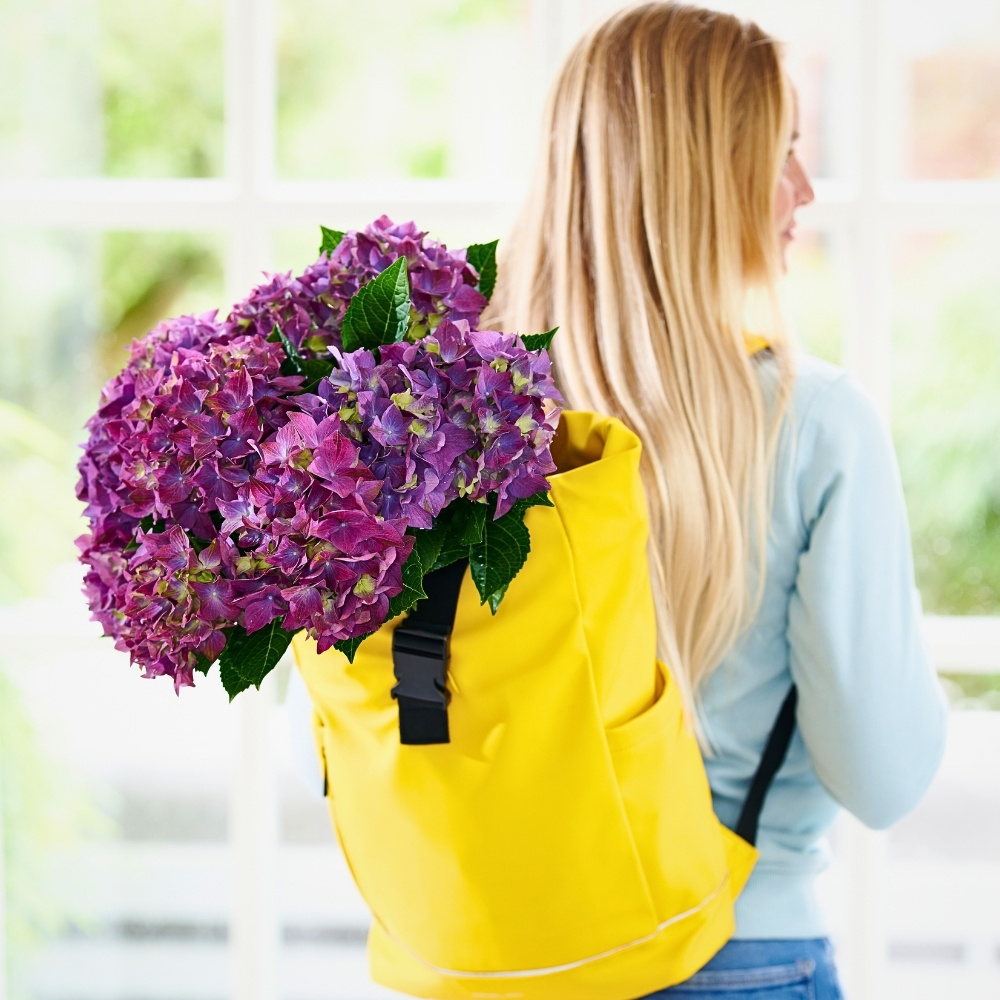 Hydrangea World’s Vitamin Hydrangea Campaign Returns, Championing the Impact of Color on Well-Being.