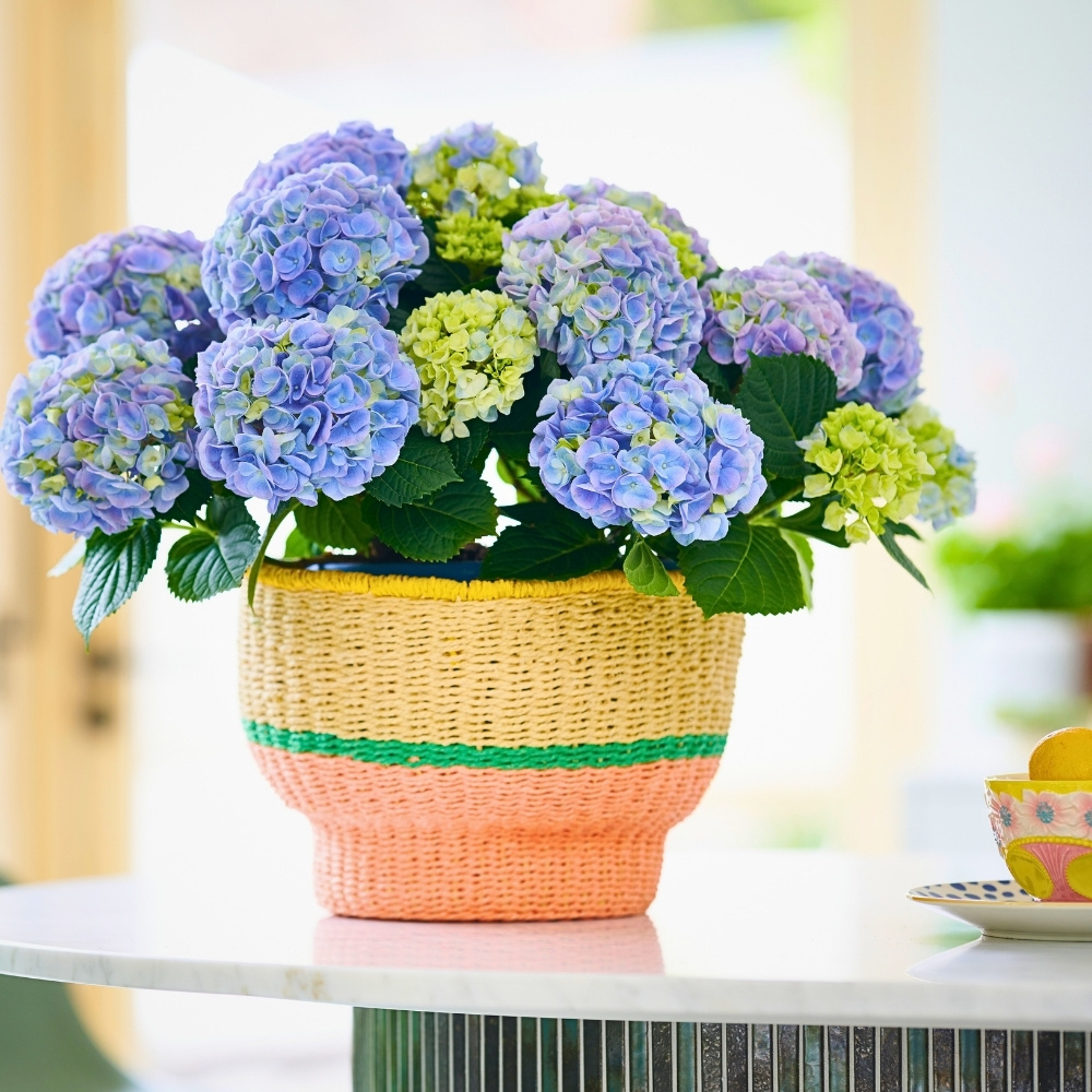 Hydrangea World’s Vitamin Hydrangea Campaign Returns, Championing the Impact of Color on Well-Being.