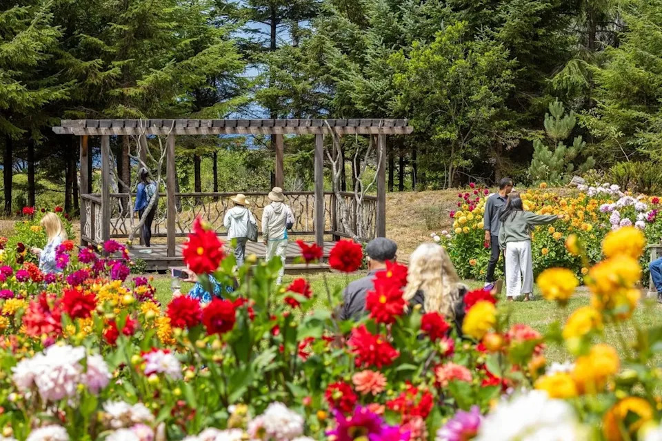 The colorful Mendocino Coast Botanical Gardens attracts over 100,000 people every year.