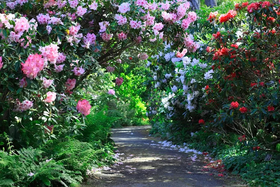 Mendocino Coast Botanical Gardens is by the Pacific coast.