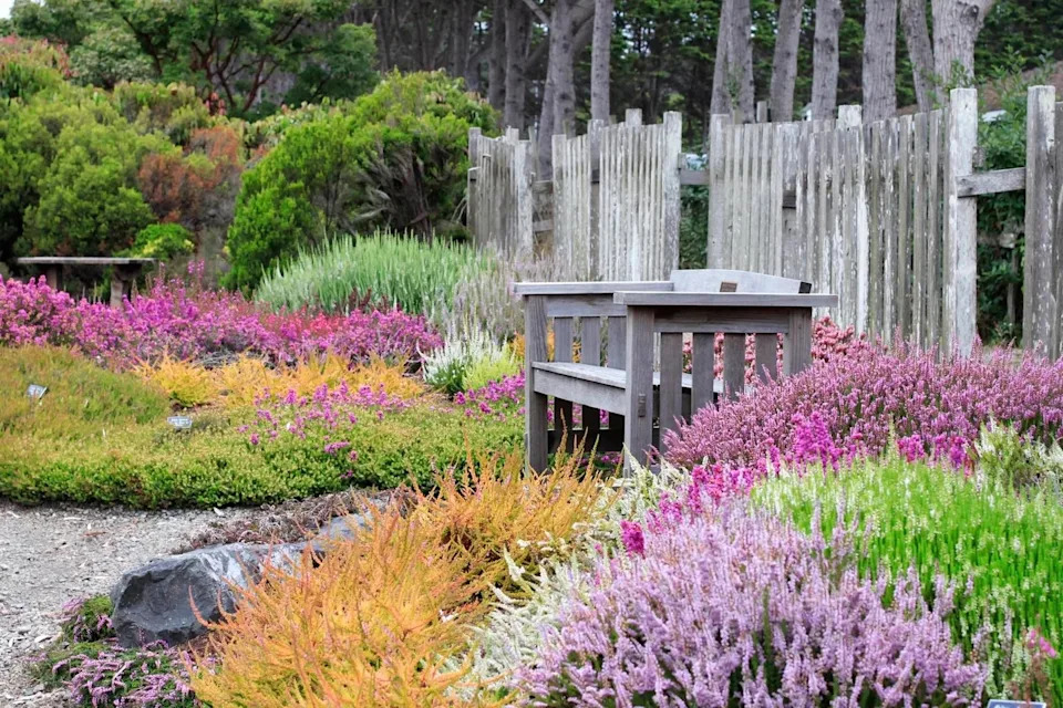 Heather blooms during the summer at Mendocino Coast Botanical Gardens.