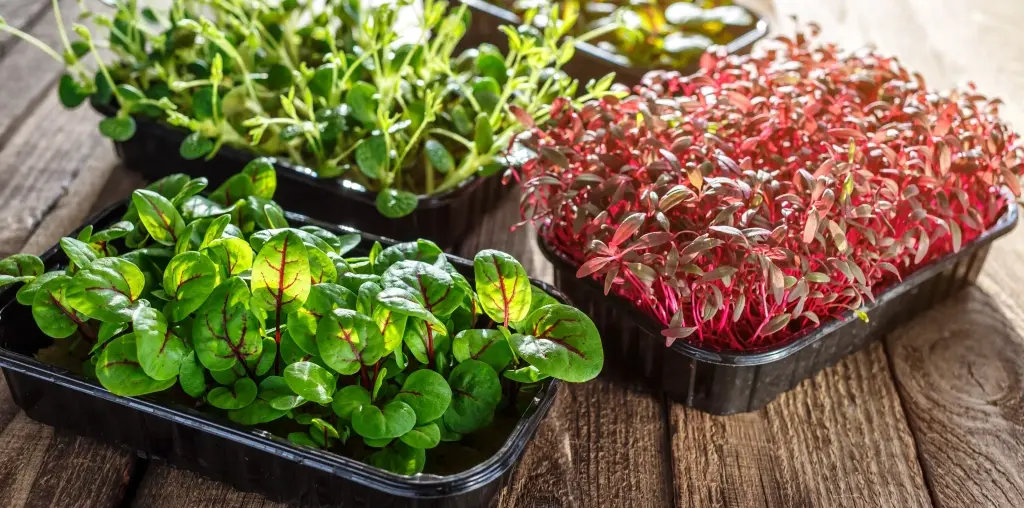 Microgreens: Small Crops That Could Help Tackle Africa’s Nutrition and Climate Challenges
