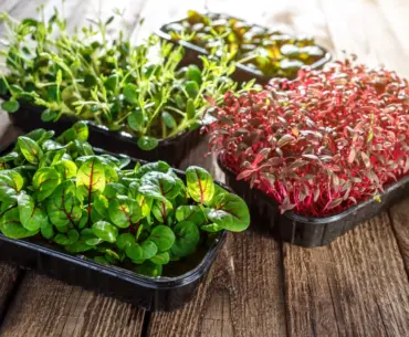 Microgreens: Small Crops That Could Help Tackle Africa’s Nutrition and Climate Challenges