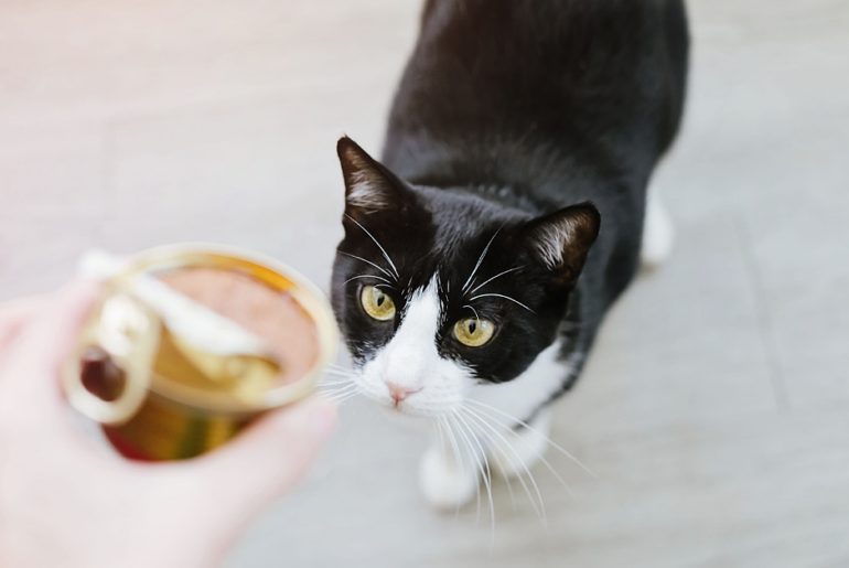 Nutritional needs: A guide to selecting cat food