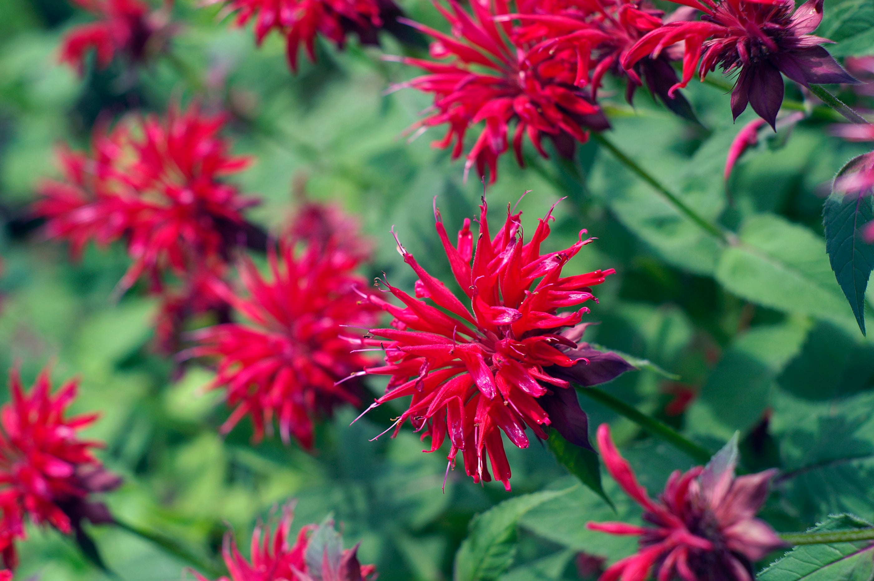 Scarlet beebalm (Monarda didyma L.) contains didymin, a natural flavonoid glycoside, that has been reported to have anti-inflammatory and antioxidant benefits.