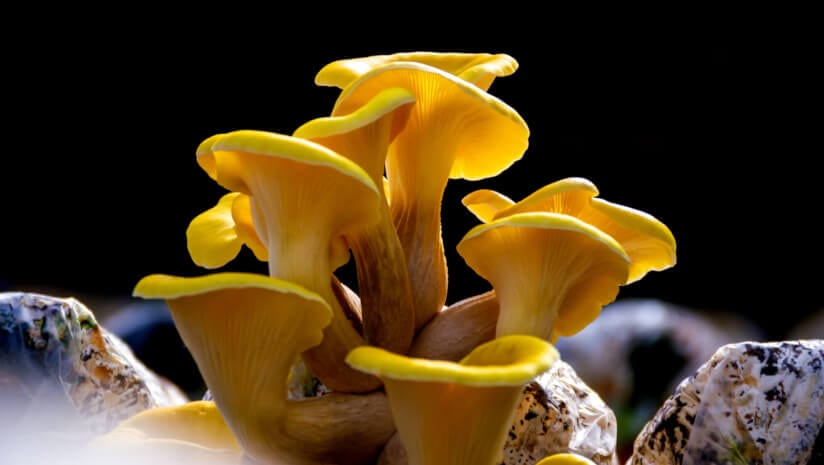 Golden Oyster Mushroom