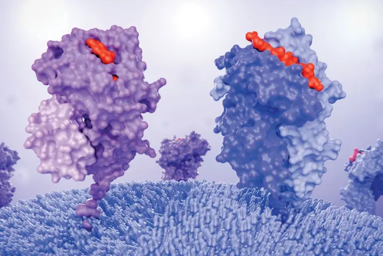 A targeted protein degrader that doubles as a cancer vaccine