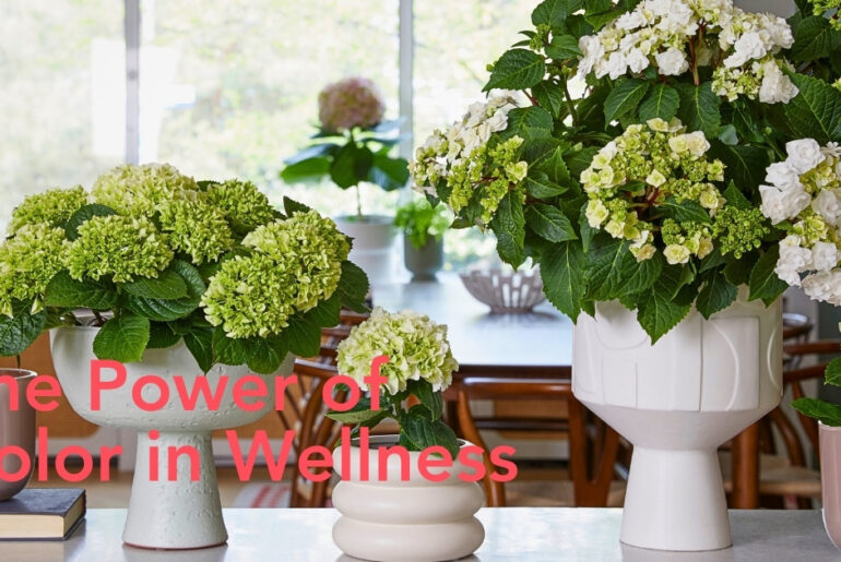 Hydrangea World’s Vitamin Hydrangea Campaign by Concept Factory Champions the Impact of Color on Well-Being