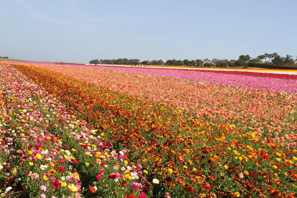 Rows of flowers of many different colors create a dazzling sight.