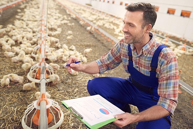 Understanding the Role of Rendered Poultry Ingredients in Modern Animal Nutrition