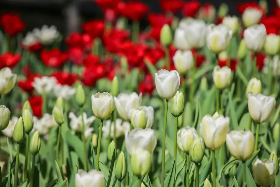The tulips at Descanso Gardens are captivating.