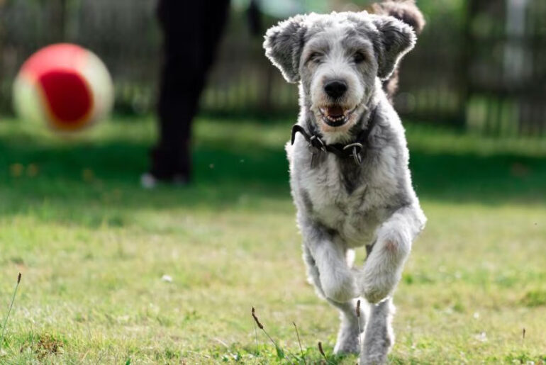 8 Best Joint Supplements for Dogs in 2026, Recommended by Vets