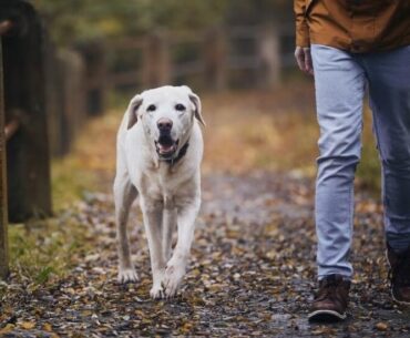 8 Best Supplements for Senior Dogs in 2026