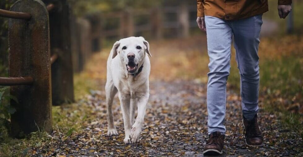 8 Best Supplements for Senior Dogs in 2026