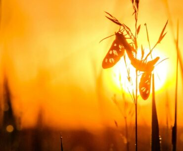 As Australia bakes through an extreme heatwave, even insects aren’t immune to its impact