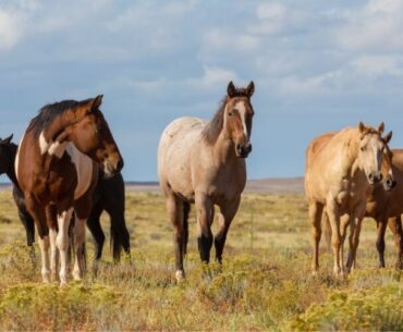 Ask The Vet | Horse Nutrition 