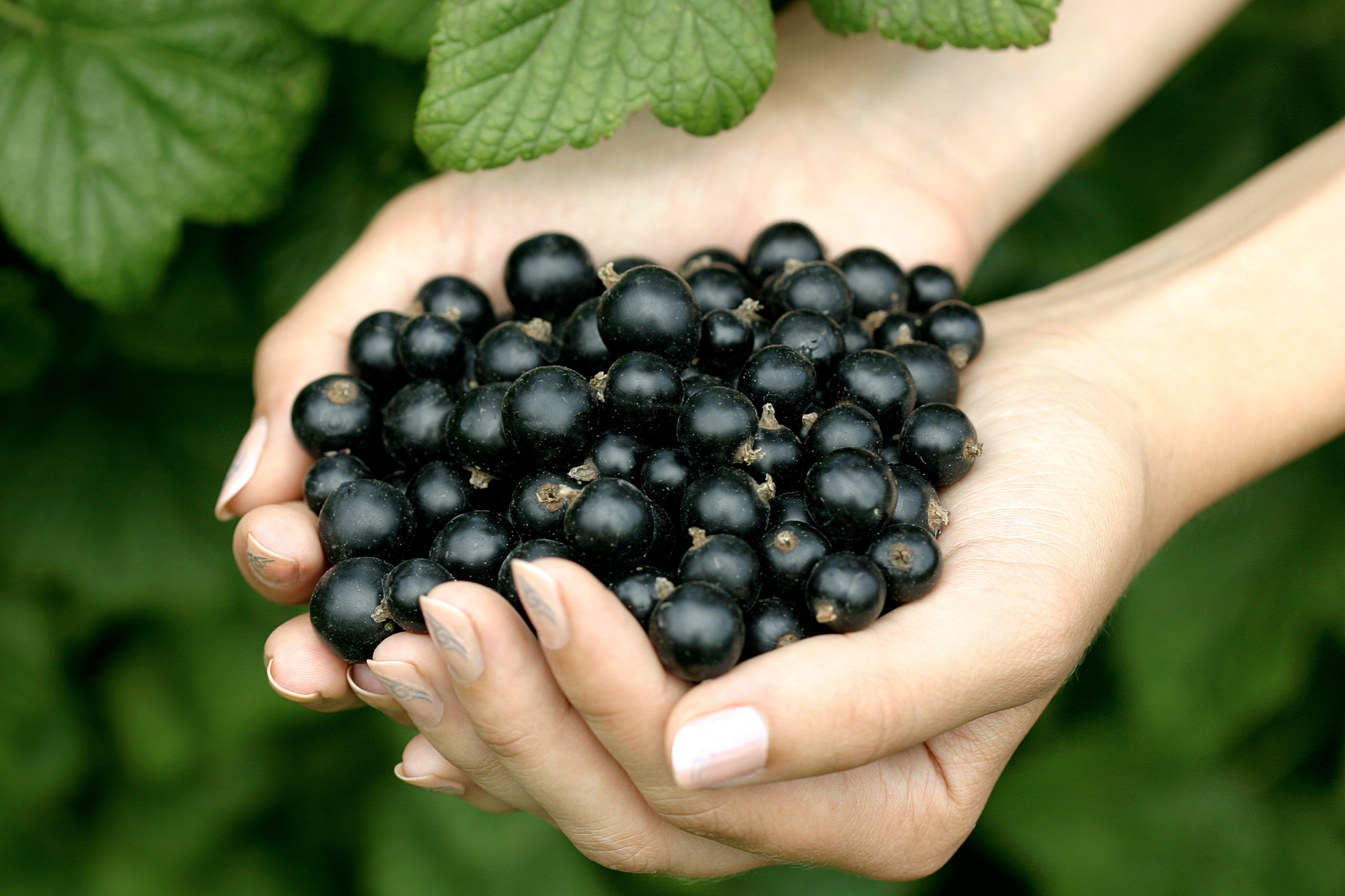 The berries were banned in America in the 1900s because black currant bushes helped to spread a fungal disease