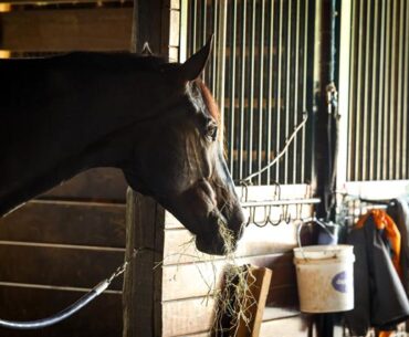 Cautions to Consider When Adding Supplements to Your Horse’s Diet