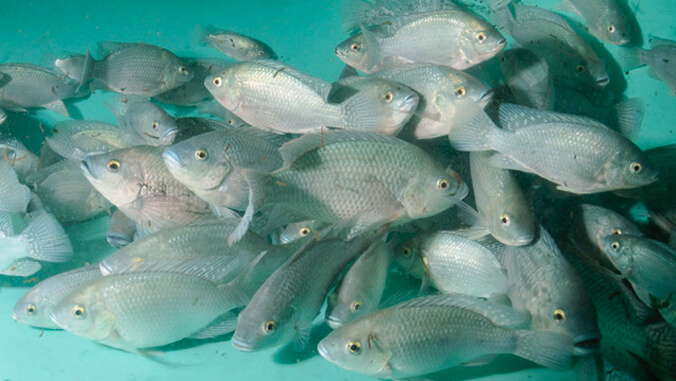 Tilapia underwater
