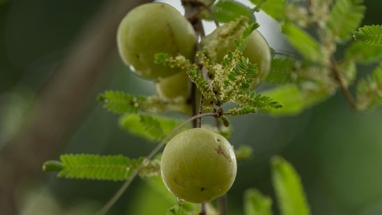 Amla provides an excellent daily dose of vitamin C, shares Dr Vatsya. (Pexel)