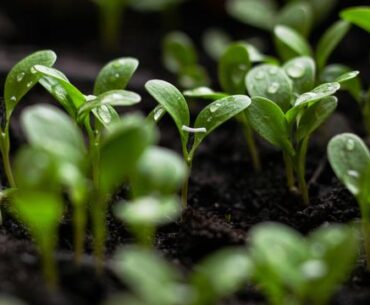 Plant Immune Defense Begins Earlier Through Hidden Signals