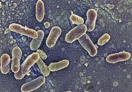 Salmonella cases in Minnesota linked to dietary supplement | The Mighty 790 KFGO