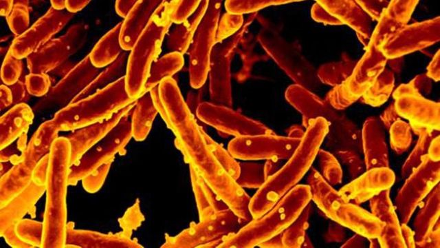 Tuberculosis Immune Evasion: How TB Hijacks the Immune System